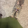 Treasure is registered to the contest to win money with this photo: cat, tabby_cat, claws, stretching, carpet, green_fabric, curious, indoor, pet, animal, feline, playful, whiskers, ears, tail, paws, looking_up, domestic_cat, striped, cute