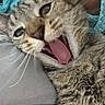 Treasure joined the competition — help win amazing prizes! cat, tabby, close_up, tongue, mouth_open, whiskers, fur, pet, animal, indoor, blanket, human, skin, texture, face, expression, cute, cozy, resting, sleepy