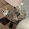 cat, tabby_cat, sleeping, sofa, couch, remote_control, smartphone, collar, indoor, cozy, relaxed, pet, feline, fur, resting, domestic_animal, home, comfort, pillow, blanket