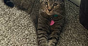 Treasure is registered to the contest to win money with this photo: cat, tabby, pet, animal, indoor, carpet, feline, striped, paws, crossed_paws, collar, tag, relaxed, resting, cute, mammal, whiskers, ears, fur, home