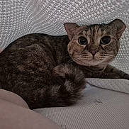 Kiki is registered to the contest to win money with this photo: cat, tabby, wide_eyes, ears, whiskers, fur, tail, blanket, texture, indoor, feline, curious, pet, cozy, resting, close_up, soft_light, hideout, bed, comfort