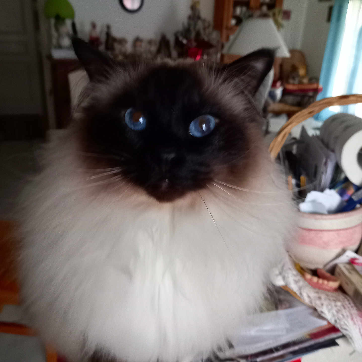 Nahitys participe au concours pour gagner de l'argent avec cette photo : angora, animal, architecture, blackcat, building, cat, furniture, hardwood, indoors, kitten, lamp, livingroom, manx, pet, plywood, room, shelf, siamese, tablelamp, wood