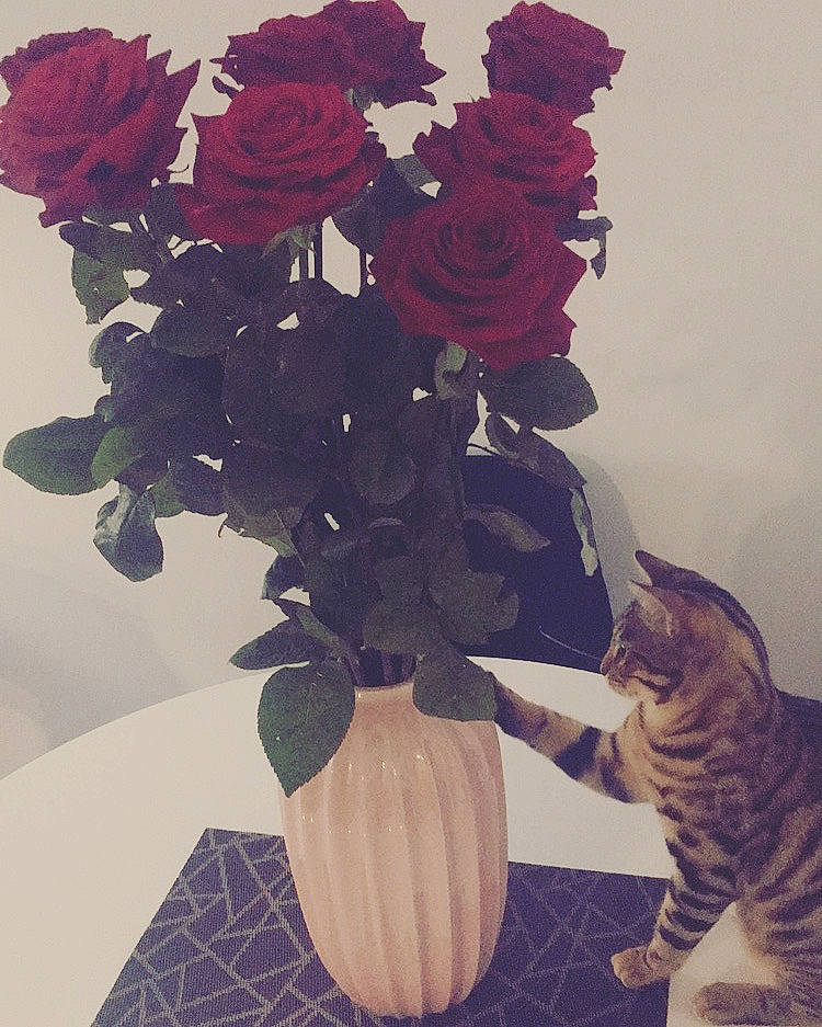 Havane participe au concours pour gagner de l'argent avec cette photo : begonia, bouquet, camellia, cat, cut_flowers, floral_design, flower, flower_arranging, flowering_plant, flowerpot, garden_roses, herbaceous_plant, houseplant, petal, pink, plant, rose, rose_family, rose_order, vase