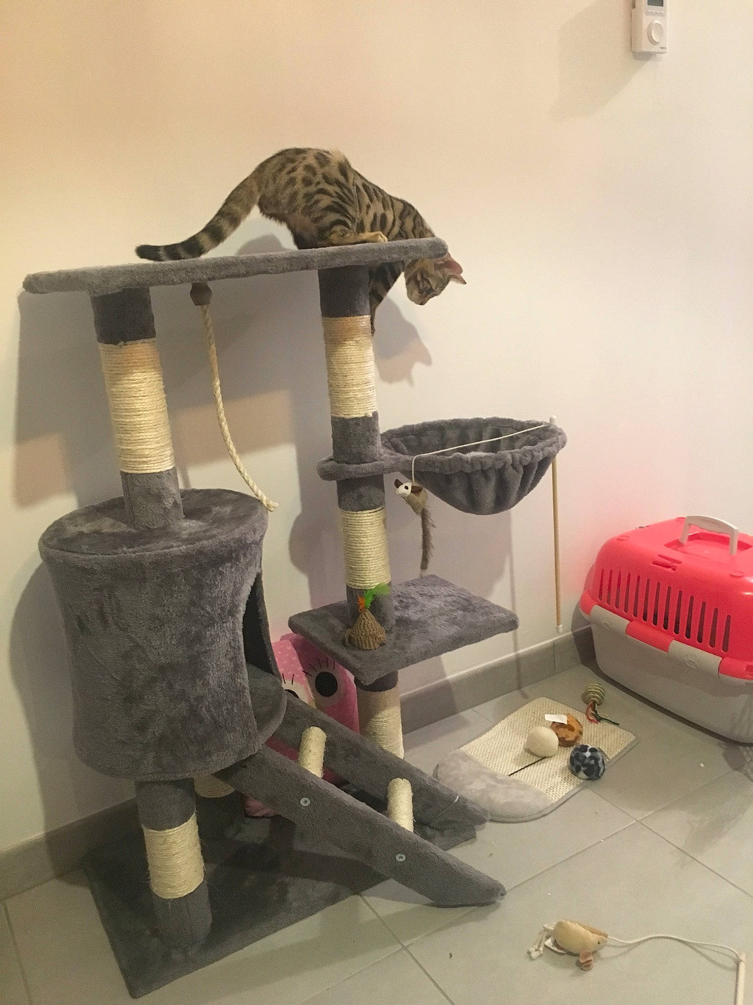 Havane a rejoint le concours — aidez-le/la à gagner de superbes lots ! cat, felidae, room, small_to_medium_sized_cats