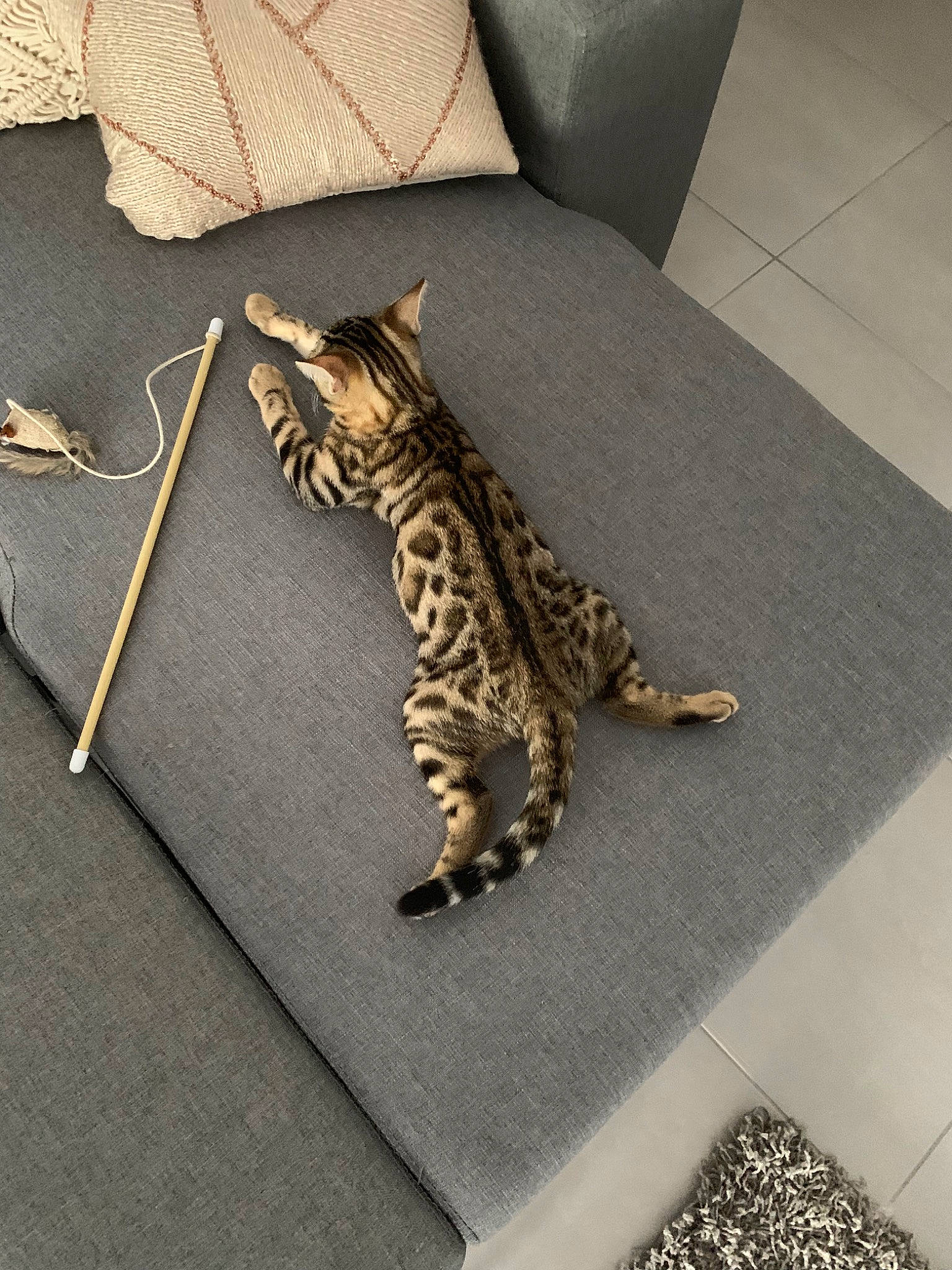 Havane a rejoint le concours — aidez-le/la à gagner de superbes lots ! asian, bengal, carnivore, cat, dragon_li, egyptian_mau, european_shorthair, felidae, floor, flooring, fur, kitten, ocelot, ocicat, savannah, small_to_medium_sized_cats, tabby_cat, tail, toyger, whiskers