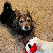 Rocco joined the competition — help win amazing prizes! dog, toy, stuffed_animal, carpet, indoor, pet, animal, cute, fur, playful, small_dog, brown, black, white, red, ears, tail, paw, looking, lying