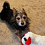 dog, toy, stuffed_animal, carpet, indoor, pet, animal, cute, fur, playful, small_dog, brown, black, white, red, ears, tail, paw, looking, lying