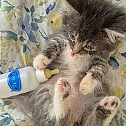 Peaches is registered to the contest to win money with this photo: animal, bedspread, bottle, cat, cute, domestic_cat, feline, floral_pattern, fur, indoor, kitten, lying_down, paw, pet, pink_paw_pads, playful, small, tongue, whiskers, young