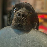 Uneek a rejoint le concours — aidez-le/la à gagner de superbes lots ! animal, black_dog, blurred_background, chair, chin, close_up, cute, dog, eyes, fur, furniture, indoor, leather, looking_up, nose, pet, portrait, resting, soft_light, warm