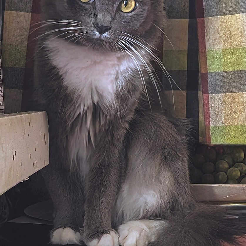 Nugget joined the competition — help win amazing prizes! animal, appliance, bowl, cat, curtain, cute, domestic_animal, feline, fluffy_tail, fur, grapes, gray_cat, indoor, kitchen, pet, portrait, sitting, whiskers, white_paws, yellow_eyes