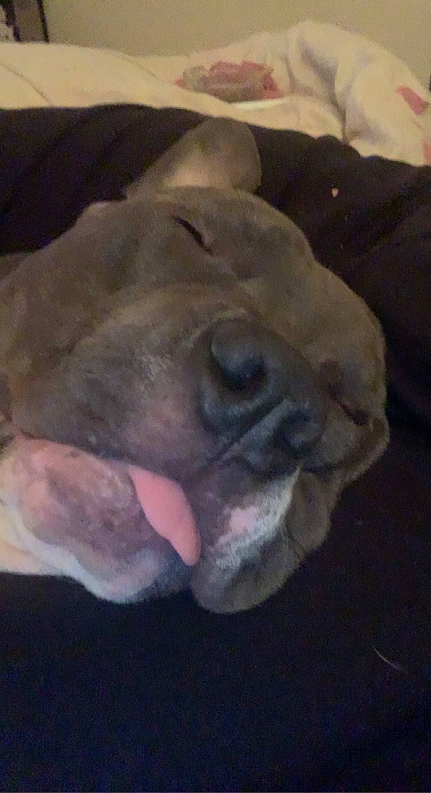 Saphyr a rejoint le concours — aidez-le/la à gagner de superbes lots ! art, electric_blue, fawn, fin, fish, flesh, head, jaw, marine_biology, marine_mammal, natural_material, rock, snout, terrestrial_animal, underwater, wildlife, wrinkle