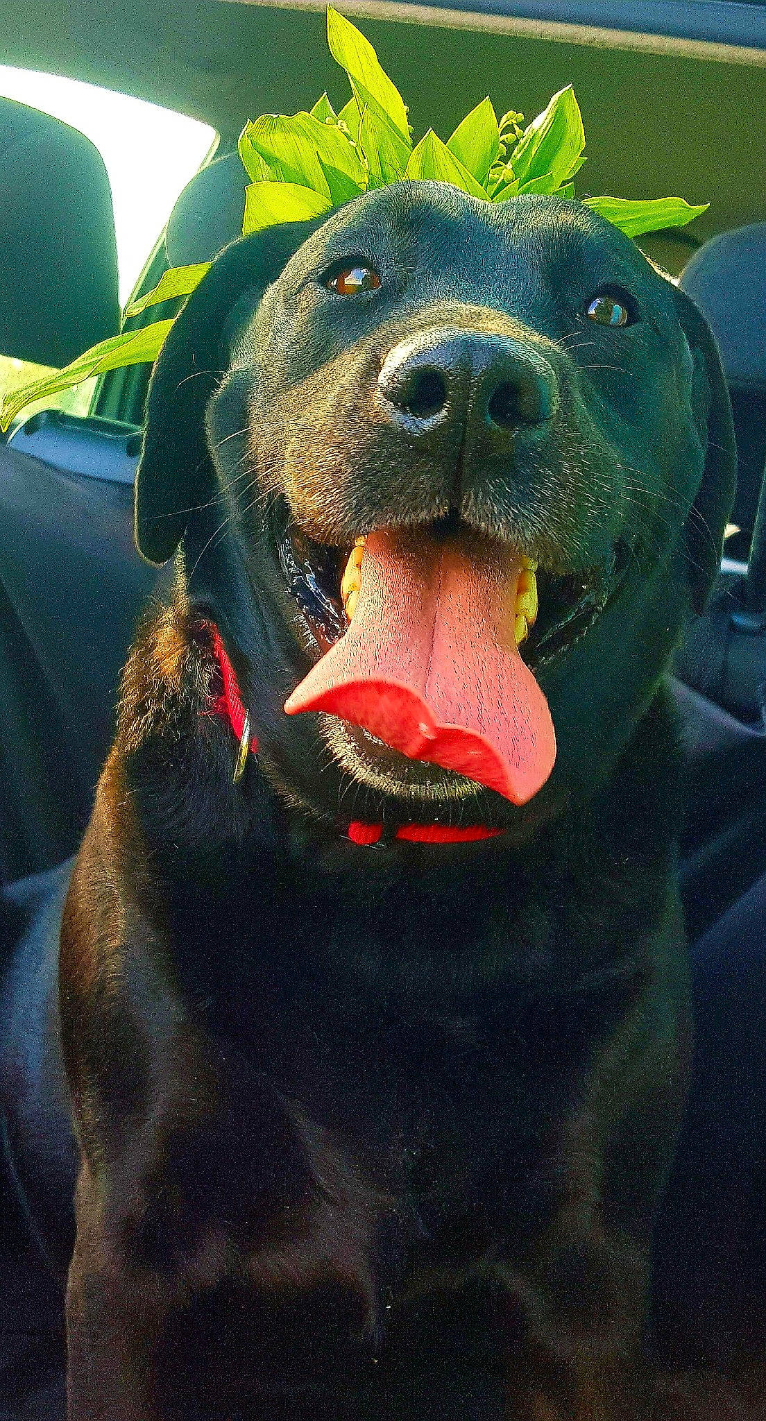 Sunday a rejoint le concours — aidez-le/la à gagner de superbes lots ! bear, canidae, carnivore, collar, companion_dog, dog, dog_breed, eye, fawn, fur, green, head, jaw, light, snout, sporting_group, terrestrial_animal, vertebrate, whiskers, working_animal