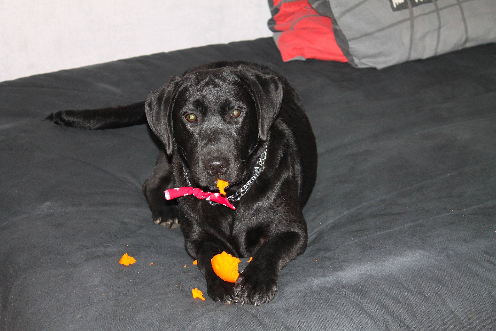 Sunday participe au concours pour gagner de l'argent avec cette photo : borador, canidae, carnivore, collar, companion_dog, dog, dog_breed, dog_collar, dog_supply, guard_dog, gun_dog, hunting_dog, labrador_retriever, personal_protective_equipment, retriever, snout, sporting_group, working_animal, working_dog