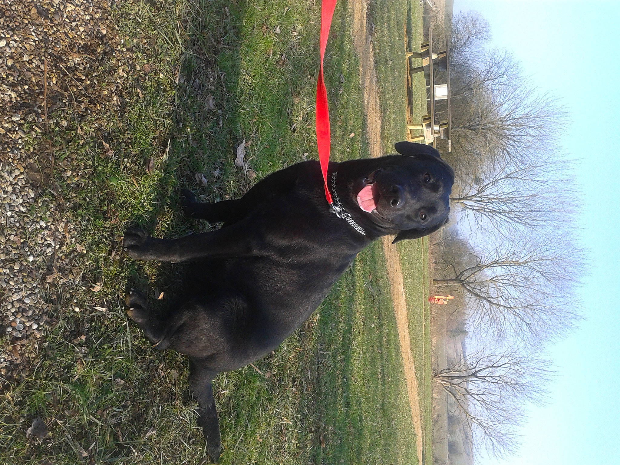 Sunday participe au concours pour gagner de l'argent avec cette photo : canidae, carnivore, collar, companion_dog, dog, dog_breed, dog_collar, fur, grass, mammal, pet_supply, plant, sky, sporting_group, tail, terrestrial_animal, tree, trunk, vertebrate, working_animal