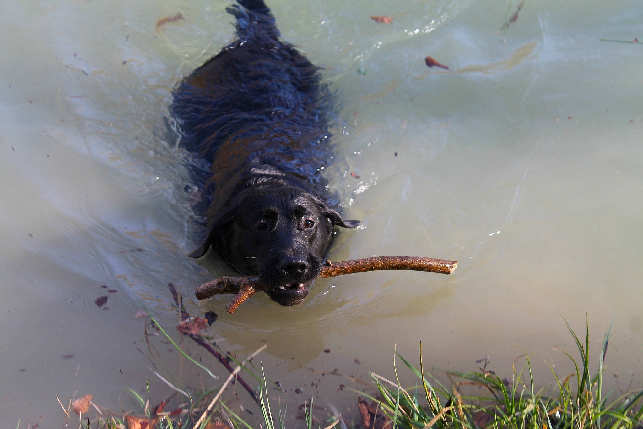 Sunday participe au concours pour gagner de l'argent avec cette photo : canidae, carnivore, dog, dog_breed, dog_collar, fun, grass, guard_dog, hunting_dog, lake, liquid, plant, snout, sporting_group, tail, water, working_animal, working_dog