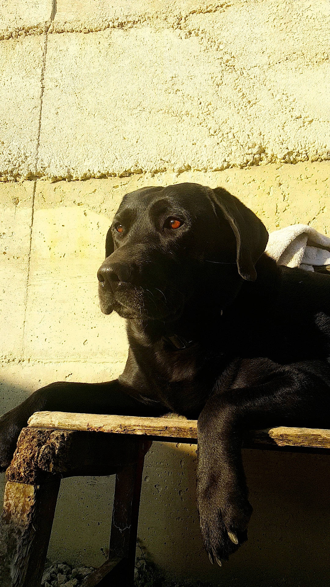 Sunday participe au concours pour gagner de l'argent avec cette photo : art, carnivore, companion_dog, dog, dog_breed, fawn, grass, great_dane, metal, pointing_breed, sculpture, shadow, snout, sporting_group, tail, tints_and_shades, vertebrate, window, wood, working_animal