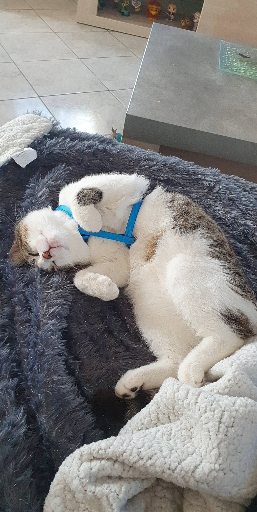 Link participe au concours pour gagner de l'argent avec cette photo : canidae, carnivore, cat, claw, collar, companion_dog, dog_breed, electric_blue, felidae, fur, plush, small_to_medium_sized_cats, snout, sporting_group, stuffed_toy, tail, terrestrial_animal, toy, whiskers, wool