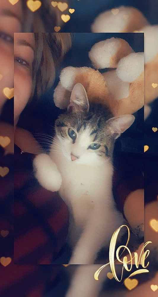 Link a rejoint le concours — aidez-le/la à gagner de superbes lots ! art, carnivore, cat, darkness, domestic_short_haired_cat, eyelash, fawn, felidae, font, fur, gesture, happy, love, paw, photo_caption, small_to_medium_sized_cats, square, tail, visual_arts, whiskers