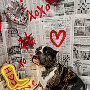 Twoface joined the competition — help win amazing prizes! dog, bulldog, brindle, pet, portrait, tongue_out, sitting, newspaper_background, valentine, heart, balloon, neon_light, decorations, xoxo, painted_graphics, indoor, cute, studio_setup, closeup, paw