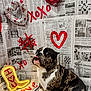 balloon, brindle, bulldog, closeup, cute, decorations, dog, heart, indoor, neon_light, newspaper_background, painted_graphics, paw, pet, portrait, sitting, studio_setup, tongue_out, valentine, xoxo