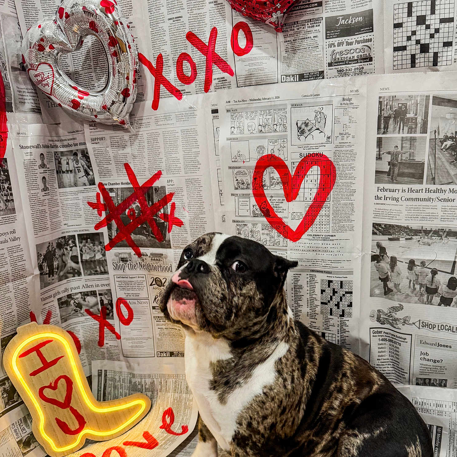 Twoface joined the competition — help win amazing prizes! balloon, brindle, bulldog, closeup, cute, decorations, dog, heart, indoor, neon_light, newspaper_background, painted_graphics, paw, pet, portrait, sitting, studio_setup, tongue_out, valentine, xoxo