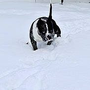 Two Face is registered to the contest to win money with this photo: dog, snow, outdoor, winter, animal, pet, black_and_white, blue_eyes, snowy_ground, walking, cold, fur, canine, nature, playful, daylight, nose, tail_up, exploration, trail