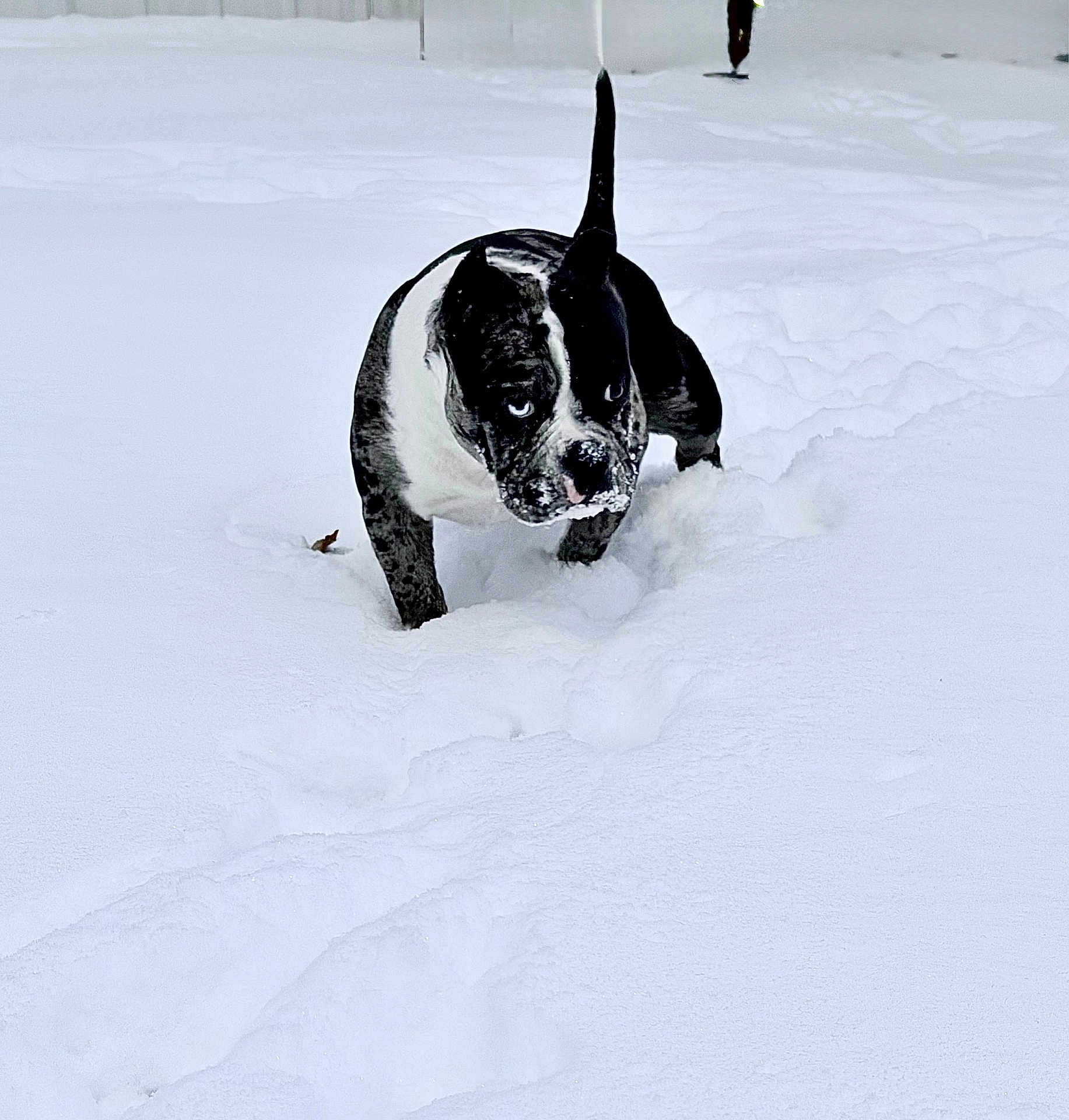 Two Face is registered to the contest to win money with this photo: dog, snow, outdoor, winter, animal, pet, black_and_white, blue_eyes, snowy_ground, walking, cold, fur, canine, nature, playful, daylight, nose, tail_up, exploration, trail