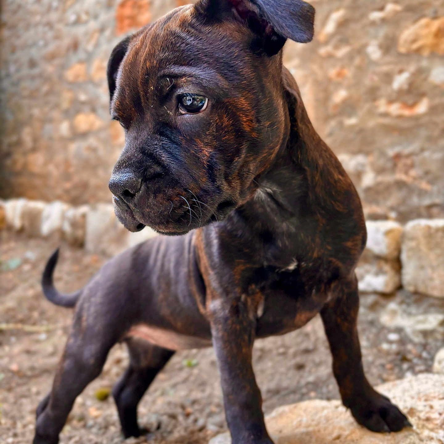 Vanille participe au concours pour gagner de l'argent avec cette photo : animal, architecture, boxer, building, bulldog, canine, dog, flagstone, frenchbulldog, hound, labradorretriever, path, pet, pitbull, pug, puppy, rock, snout, stonewall, wall