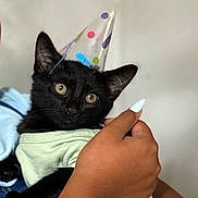 Gansito is registered to the contest to win money with this photo: black_cat, kitten, party_hat, birthday, polka_dots, green_clothing, person, hand, manicure, long_nails, indoor, portrait, close_up, pet, animal, black_fur, wide_eyes, costume, celebration, cute