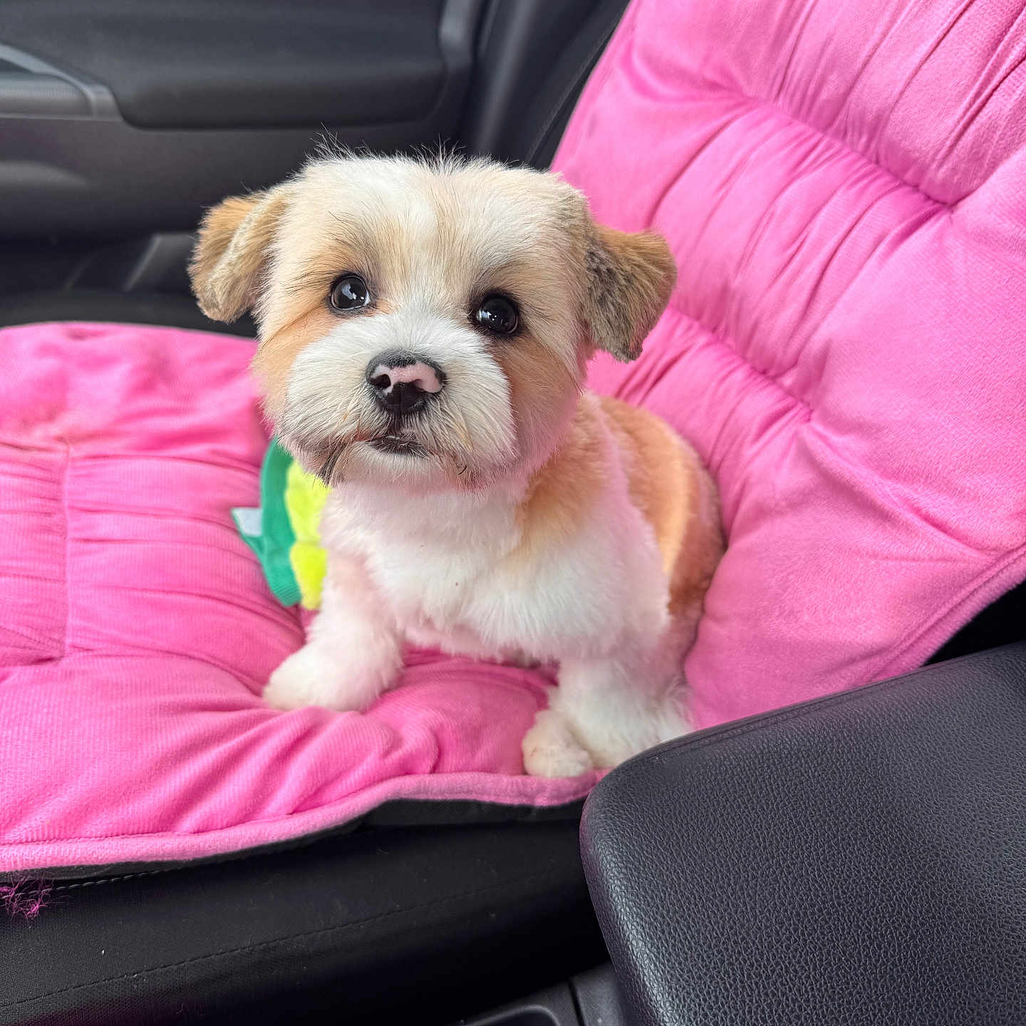 Ozzy is registered to the contest to win money with this photo: animal, armchair, canine, car, car_interior, carseat, chair, couch, cushion, dog, furniture, homedecor, machine, pet, poodle, puppy, spoke, terrier, transportation, vehicle