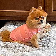 Harley joined the competition — help win amazing prizes! adorable, animal, carpet, companion, cozy, cute, dog, domestic_animal, fluffy, fur, indoor, mammal, pet, pink_clothing, pomeranian, portrait, resting, rug, small_dog, wooden_cabinet