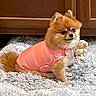 adorable, animal, carpet, companion, cozy, cute, dog, domestic_animal, fluffy, fur, indoor, mammal, pet, pink_clothing, pomeranian, portrait, resting, rug, small_dog, wooden_cabinet