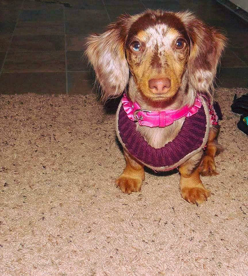 Sofie joined the competition — help win amazing prizes! beagador, canidae, carnivore, companion_dog, dachshund, dog, dog_breed, dog_clothes, fawn, fur, liver, pink, puppy, sporting_group