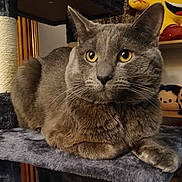 Michu is registered to the contest to win money with this photo: cat, gray_cat, cat_tree, plush_toys, yellow_eyes, indoor, furniture, shelf, stuffed_animals, cozy, pet, animal, curious, relaxed, fur, whiskers, domestic_cat, home, cute, resting