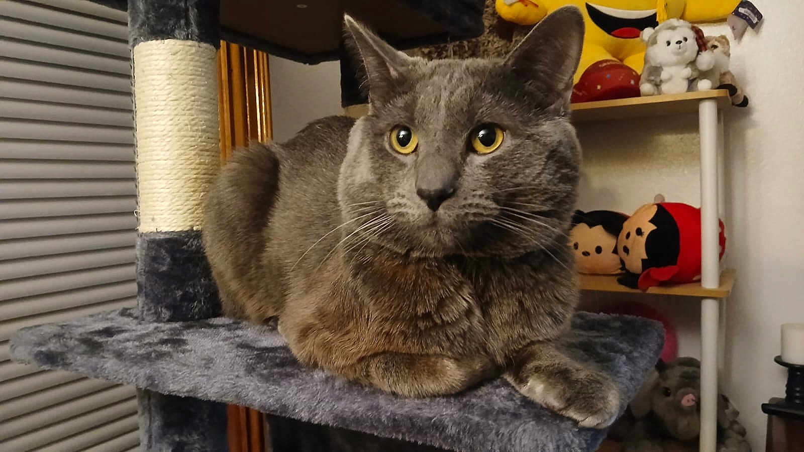Michu is registered to the contest to win money with this photo: cat, gray_cat, cat_tree, plush_toys, yellow_eyes, indoor, furniture, shelf, stuffed_animals, cozy, pet, animal, curious, relaxed, fur, whiskers, domestic_cat, home, cute, resting