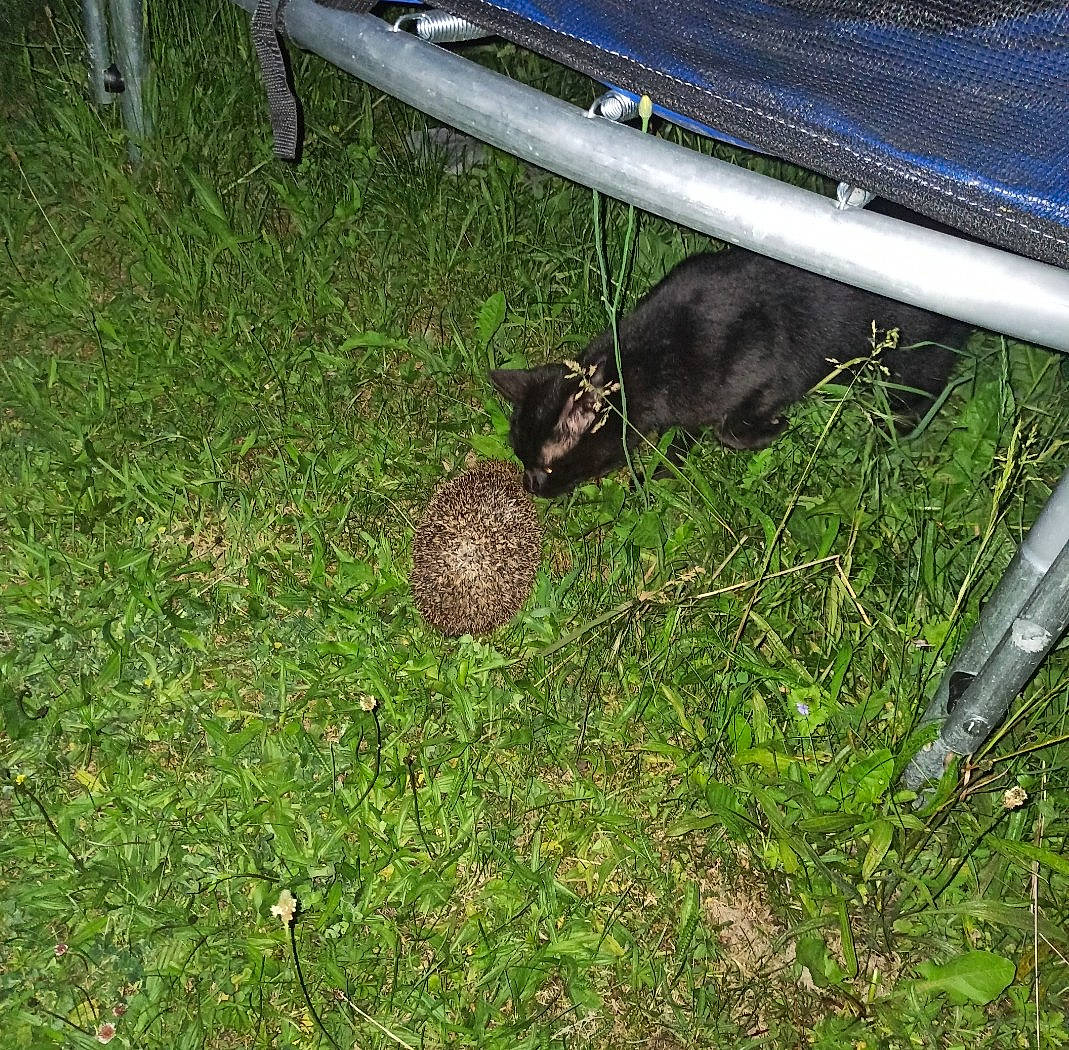 Yoda a rejoint le concours — aidez-le/la à gagner de superbes lots ! automotive_exterior, automotive_tire, automotive_wheel_system, bumper, grass, groundcover, human_leg, lawn, motor_vehicle, net, outdoor_furniture, plant, rabbit, soil, tail, terrestrial_animal, tire, tree, vehicle_door, wood