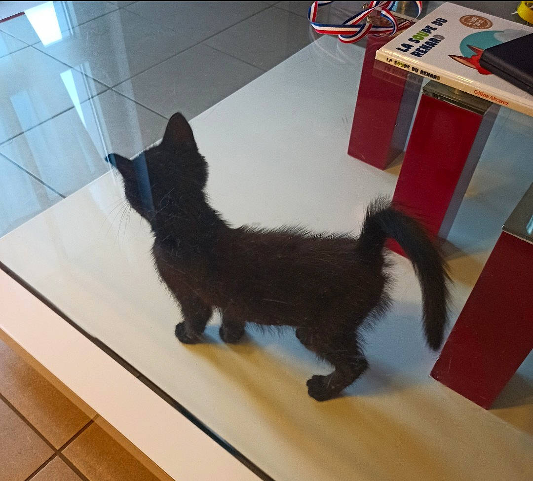 Yoda participe au concours pour gagner de l'argent avec cette photo : canidae, carmine, carnivore, cat, claw, companion_dog, dog_breed, felidae, floor, flooring, fur, hardwood, mammal, paw, small_to_medium_sized_cats, sporting_group, tail, vertebrate, whiskers, wood