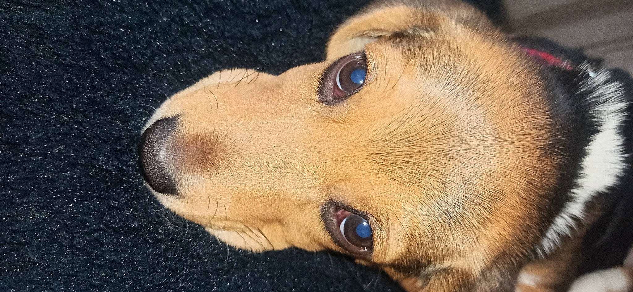 Locky participe au concours pour gagner de l'argent avec cette photo : canidae, carnivore, close_up, collar, companion_dog, dog, dog_breed, dog_collar, ear, eye, fawn, fur, head, iris, liver, snout, sporting_group, whiskers, wildlife, working_animal