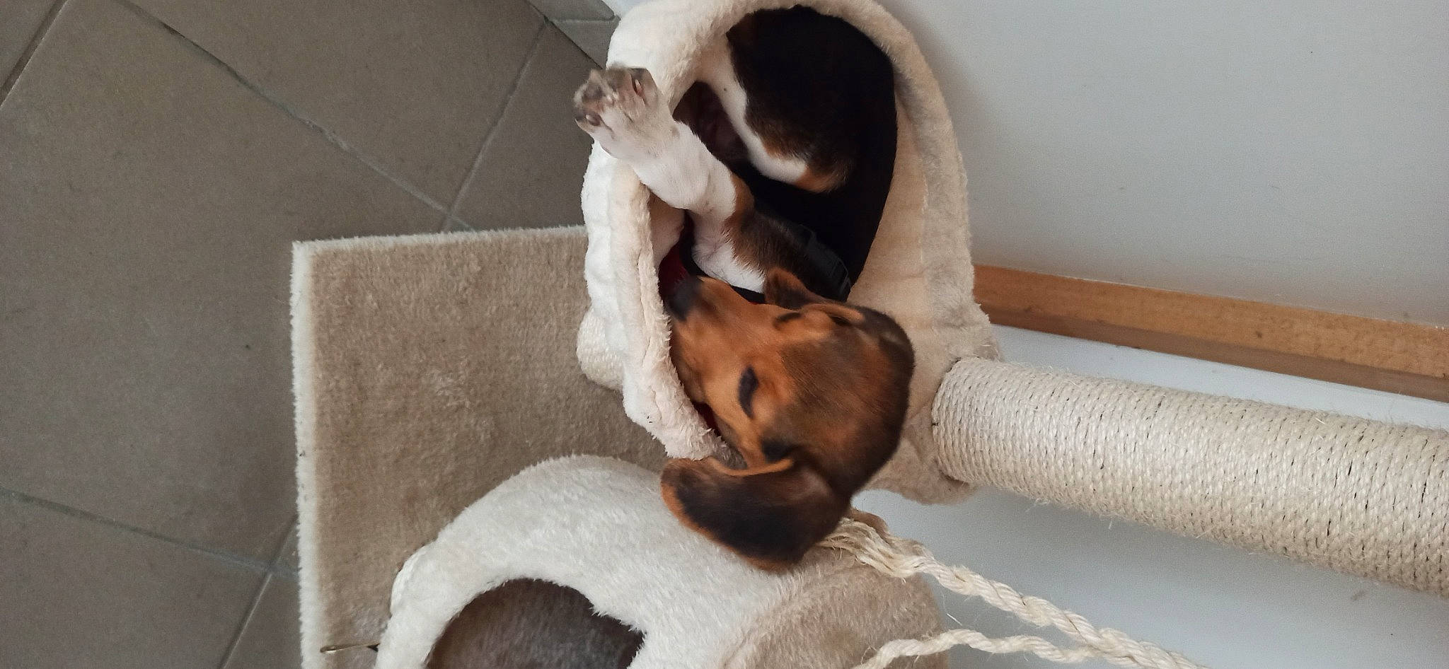 Locky participe au concours pour gagner de l'argent avec cette photo : carnivore, comfort, companion_dog, couch, dog, dog_breed, fawn, felidae, flooring, fur, hardwood, linens, liver, paw, small_to_medium_sized_cats, snout, sporting_group, tail, whiskers, working_animal