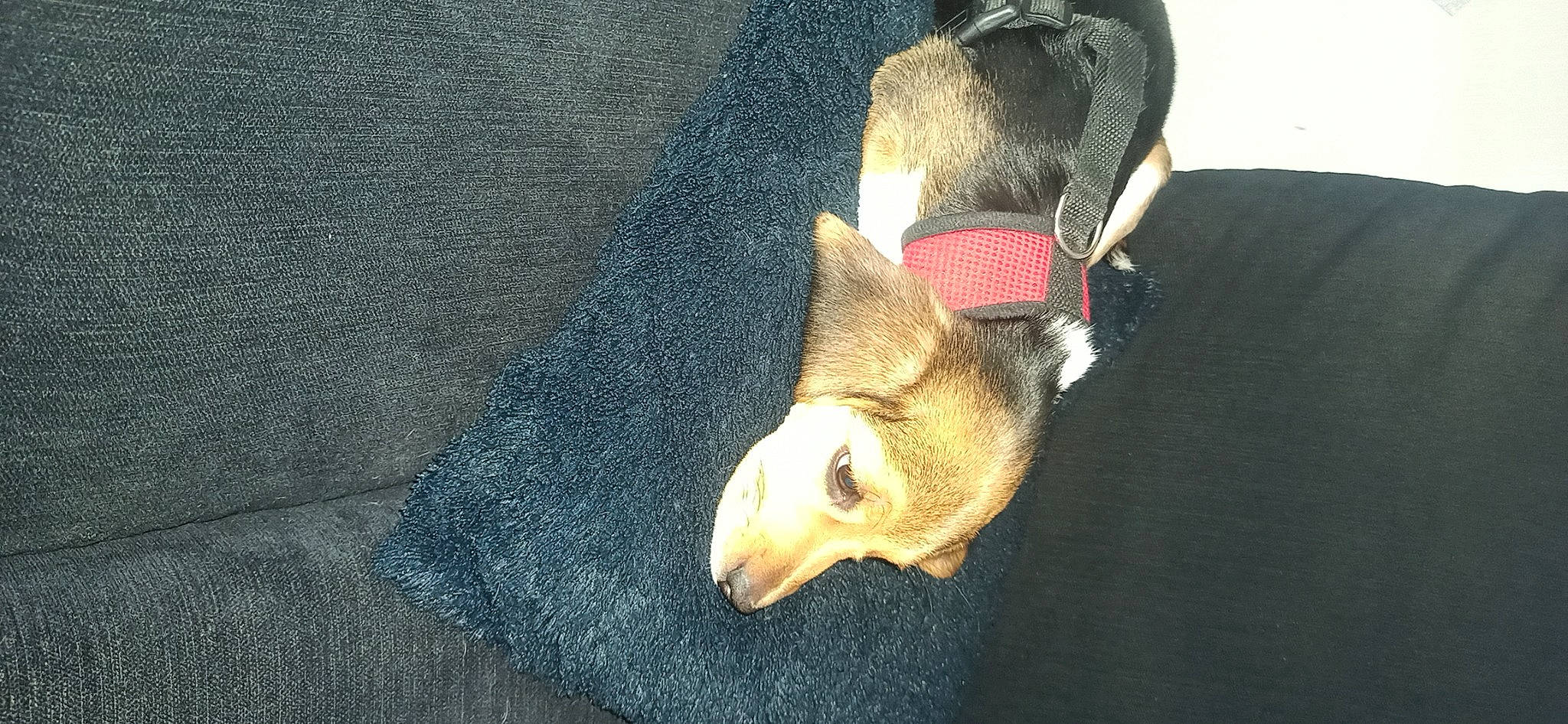 Locky participe au concours pour gagner de l'argent avec cette photo : bat, big_brown_bat, canidae, carnivore, claw, dog, dog_breed, electric_blue, fawn, fur, little_brown_myotis, mouse_eared_bat, paw, snout, sporting_group, tail, terrestrial_animal, whiskers, wildlife, working_animal