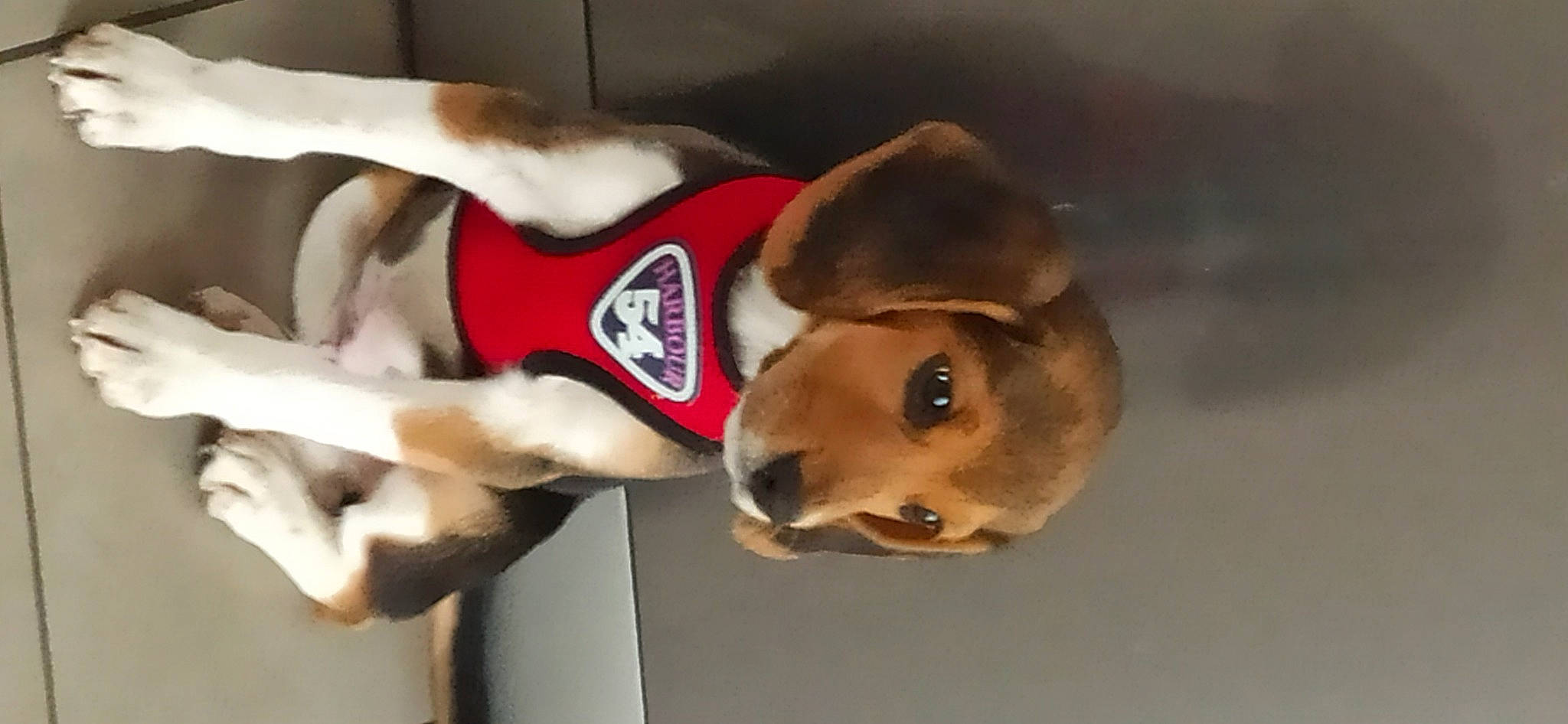 Locky a rejoint le concours — aidez-le/la à gagner de superbes lots ! canidae, carnivore, collar, companion_dog, dog, dog_breed, dog_supply, ear, fawn, fur, head, jaw, non_sporting_group, pet_supply, snout, sporting_group, working_animal