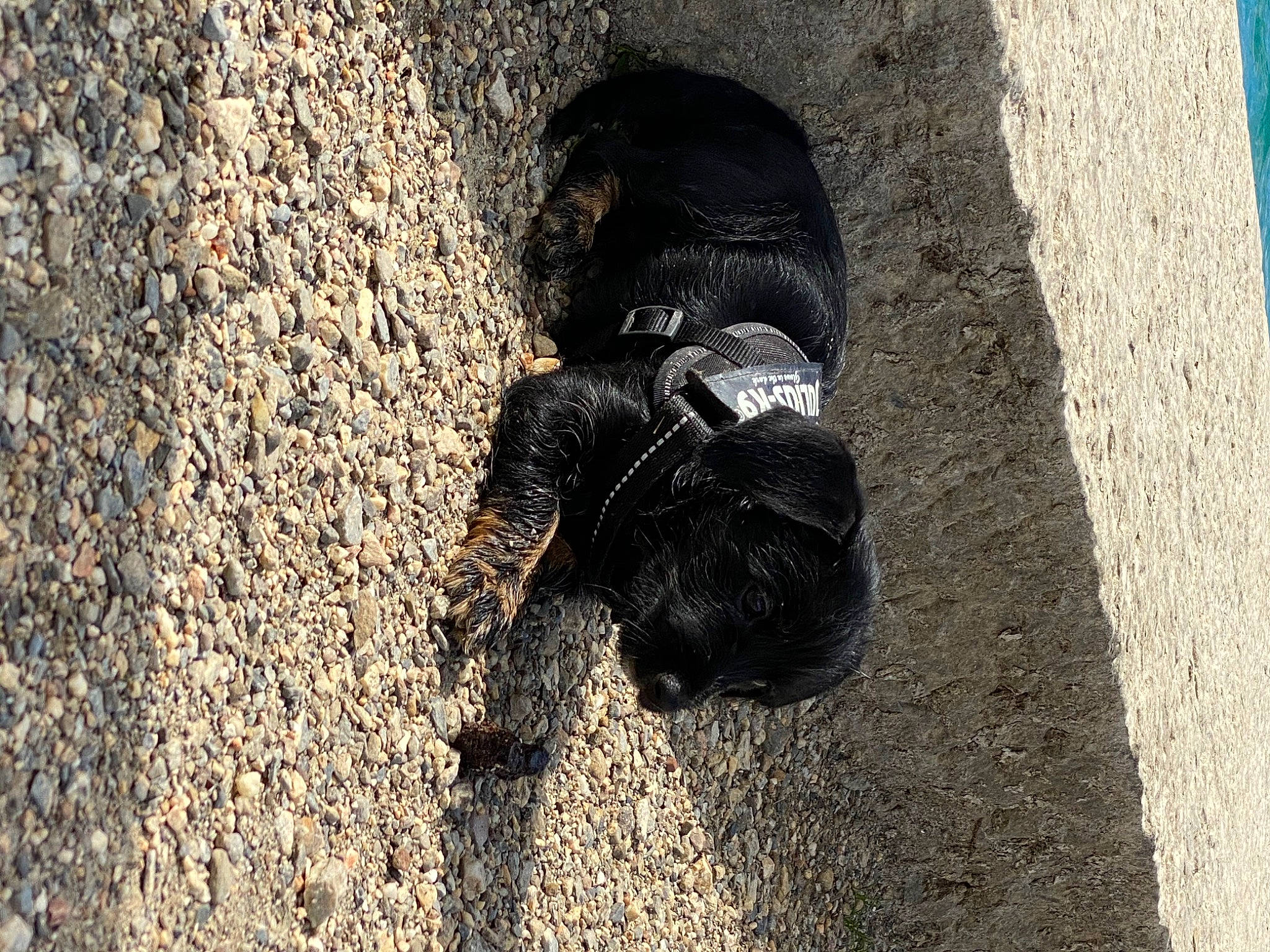 Angy a rejoint le concours — aidez-le/la à gagner de superbes lots ! asphalt, automotive_tire, carnivore, concrete, dog, dog_breed, fur, grass, grey, paw, road, road_surface, shadow, sidewalk, snout, soil, tail, tar, terrestrial_animal, tints_and_shades