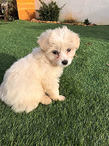 Sissi a rejoint le concours — aidez-le/la à gagner de superbes lots ! canidae, carnivore, companion_dog, dog, dog_breed, fur, grass, maltepoo, non_sporting_group, plant, poodle_crossbreed, puppy, small_terrier, snout, sporting_group, toy_dog, tree, water_dog, working_animal, yorkipoo