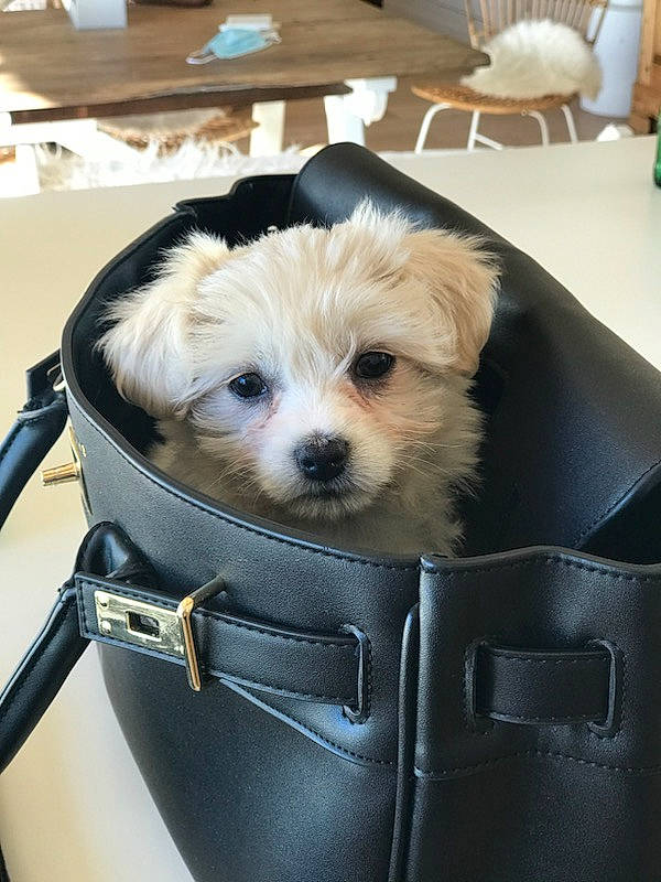 Sissi a rejoint le concours — aidez-le/la à gagner de superbes lots ! baby_carriage, bag, baggage, carnivore, chair, companion_dog, dog, dog_breed, dog_supply, fur, luggage_and_bags, motor_vehicle, non_sporting_group, puppy, puppy_love, small_terrier, suitcase, terrier, toy_dog, working_animal
