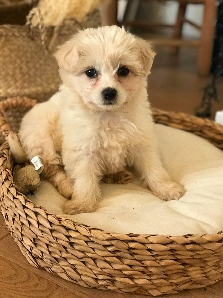 Sissi participe au concours pour gagner de l'argent avec cette photo : basket, canidae, carnivore, companion_dog, dog, dog_breed, dog_supply, fur, maltepoo, non_sporting_group, poodle_crossbreed, puppy, small_terrier, snout, sporting_group, terrier, toy_dog, wicker, working_animal