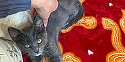 Thor is registered to the contest to win money with this photo: animal, blanket, cat, closeup, comfort, cozy, feline, fur, gray_cat, hand, indoor, kitten, orange, patterned_blanket, paw, pet, red, resting, stretching, whiskers