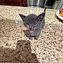 Thor joined the competition — help win amazing prizes! animal, appliance, cabinet, countertop, cute, domestic_animal, fur, gray_cat, home, indoor, kitchen, kitten, marble_countertop, meowing, person, pet, refrigerator, shadow, small, white_paws
