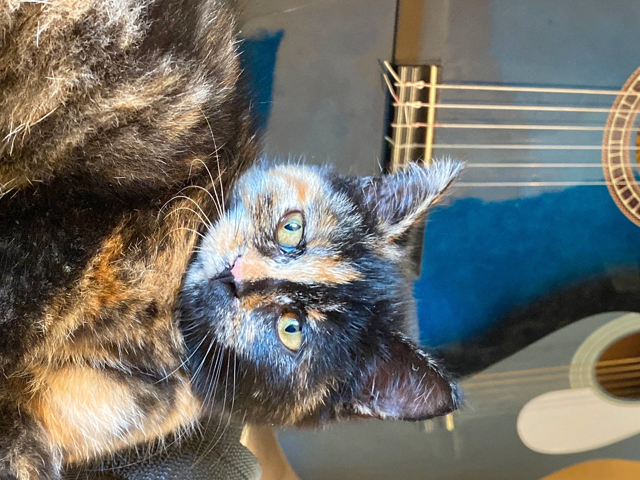 Khaleesi a rejoint le concours — aidez-le/la à gagner de superbes lots ! animal_shelter, canidae, carnivore, cat, felidae, fur, kitten, plucked_string_instruments, small_to_medium_sized_cats, snout, whiskers