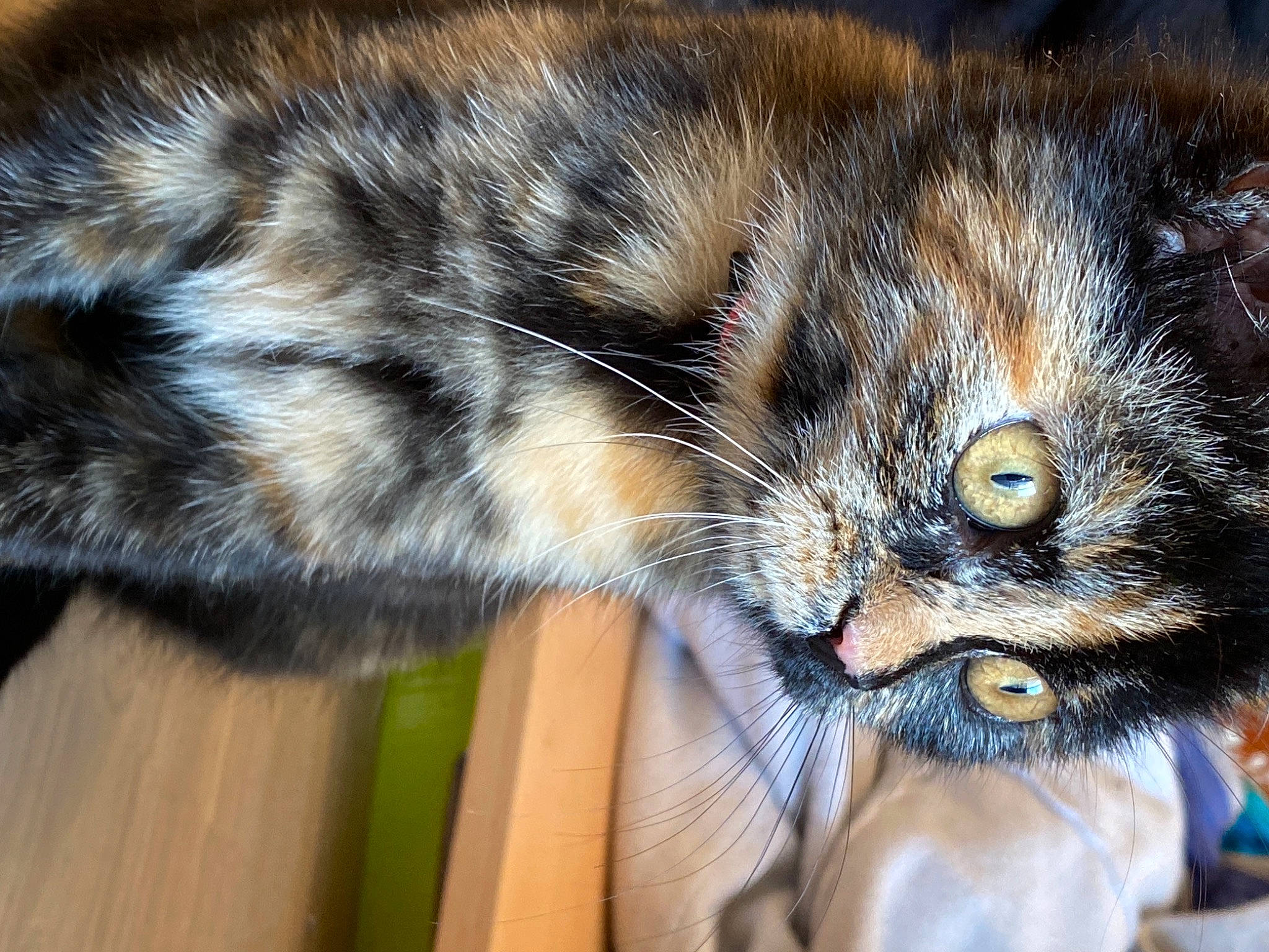 Khaleesi participe au concours pour gagner de l'argent avec cette photo : american_shorthair, asian, carnivore, cat, claw, close_up, domestic_short_haired_cat, dragon_li, european_shorthair, eye, fawn, felidae, fur, kitten, norwegian_forest_cat, polydactyl_cat, small_to_medium_sized_cats, tabby_cat, whiskers, wild_cat