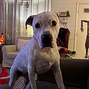 Neera is registered to the contest to win money with this photo: dog, living_room, couch, halloween, pumpkin, decorations, spooky, indoor, furniture, curtains, lamp, red_chair, rug, door, toy, pet, white_dog, black_spots, cozy, home_decor